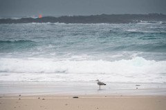 DSC00517