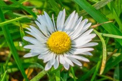 DSCF1251