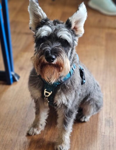 Saltash Pet Portraits
