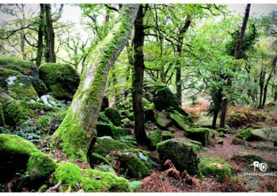 Cold and green moss at Bickleigh Woods
