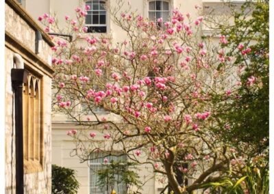 Wild Pink Pettles on the Tree - Plymouth City Centre