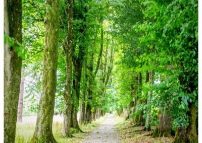 Trees at Saltram House