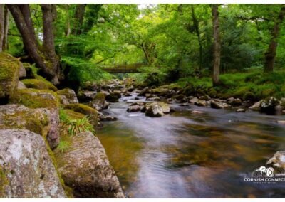 The River at Shaugh Prior